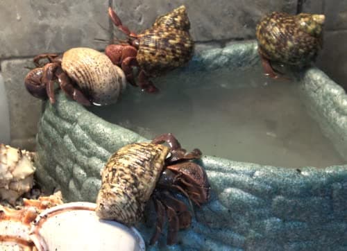 Hermit Crab Soaking Salt with Calcium & Minerals, USA-Made, No Additives.