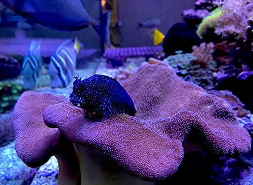Reef Trace 4 L / 1 fl. gal.