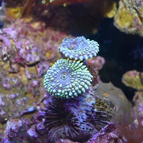 Reef Carbonate 4 L / 1 fl. gal. Marine Supplement