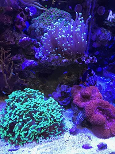 Reef Builder 1.2 kg