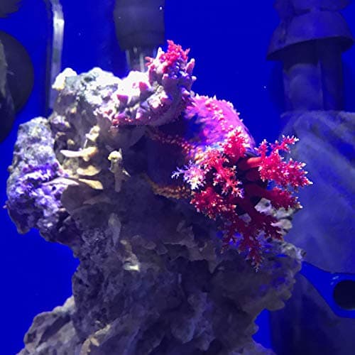 Seachem Prime Freshwater and Saltwater Conditioner 500 ml
