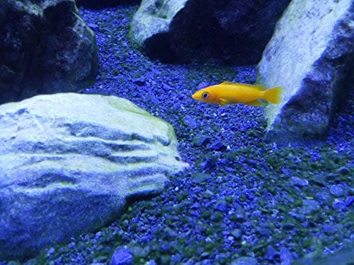 Cichlid Lake Salt, 4 kg