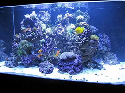 Kolar Labs Crystal Cal Activated Carbon, 1 Gallon Aquarium Filter Aid