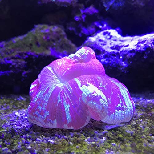 Seachem Reef Plus 500ml Aquarium Salt