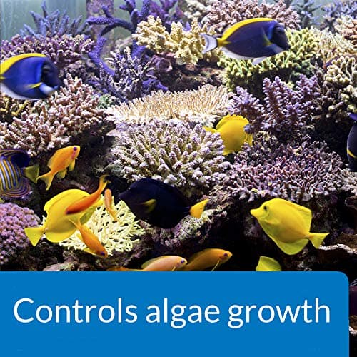 API Marine AlgaeFix 16-Ounce Algae Control Bottle