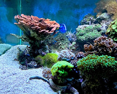Seachem Matrix Carbon 500ml Aquarium Water Treatment